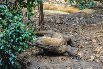 The Dragon Komodo. Monitor Komodo. Varanus komodoensis. Giant lizard looking from behind a bush.