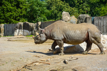 White Rhino or Rhinoceros walking in the zoo. Rhinoceros with mud covering skin in hot day.
