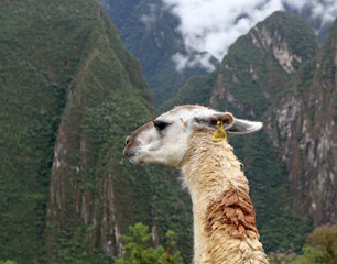 llama with mountains in background at Machu Picchu, Peru