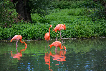 Flamingos or flamingoes are a type of wading bird in the family Phoenicopteridae.
