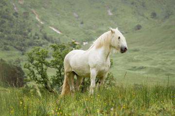 Obraz na płótnie Canvas Pferd in Bergen