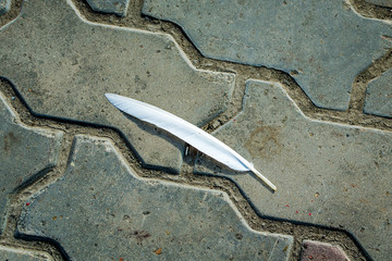 white feather on the ground
