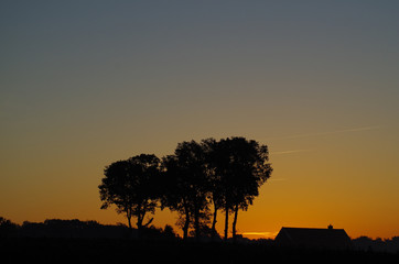 silhouette of tree at sunrise