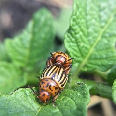 colorado beetles