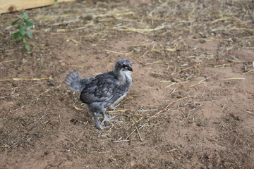 baby chicken exploring the outdoors