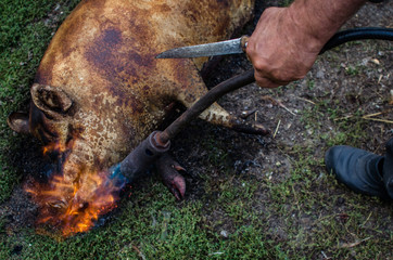 Obraz premium Butcher kills pigs. Primary treatment of pigs with fire after slaughter