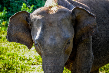 Naklejka premium Elephants in Udawalawe Nationaparc Sri Lanka