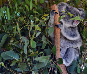 Naklejka premium Koala jedząca liście eukaliptusa