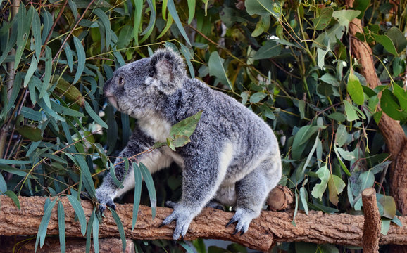 Koala walking on a tree branch