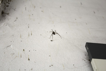 Spiderweb on halloween