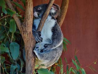 Obraz premium Koala patrząc na eukaliptusa gałąź drzewa