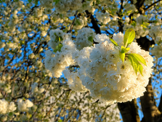 Wild cherry called 'Prunus avium Plena' in the yellow light of the rising sun