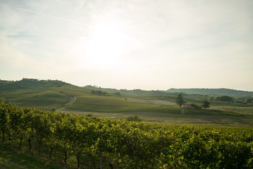 Fototapeta na wymiar Panoramic rows of yellow grapevine stocks, autumn in Langhe monferrato Piedmont tuscany wine region, Italy