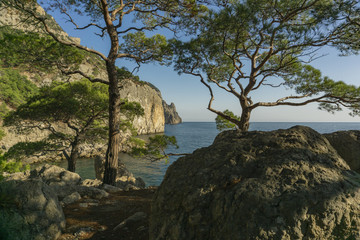 Fototapeta premium Pine on the background of sea and rock
