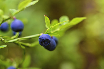 blueberries on a branch on a blured background