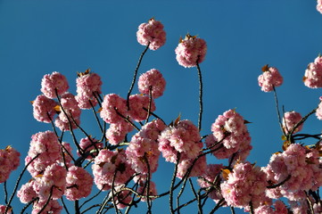 Blüten der Zierkirsche