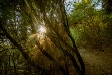 Obraz premium Pfad durch den Wald