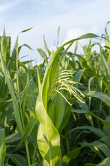 Blooming maize (Zea mays).