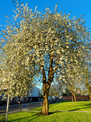 Fototapeta premium Wild cherry called 'Prunus avium Plena' in the yellow light of the rising sun
