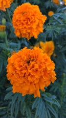 orange flowers in the garden