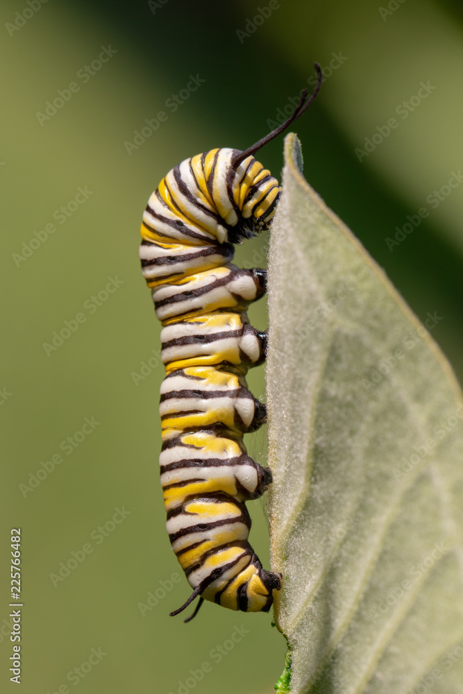 Poster Monarch Caterpillar