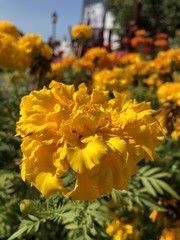 yellow flowers in garden