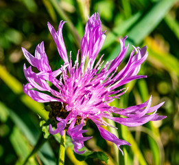 Purple flower close up in the forest