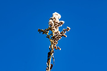 Dry autumn grass against the blue sky