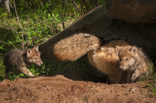 Grey Wolf (Canis lupus) and Pups at Den