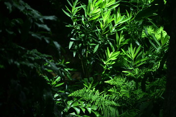 Fototapeta na wymiar Green plant