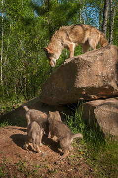 Grey Wolf (Canis lupus) Looks Down at Pups