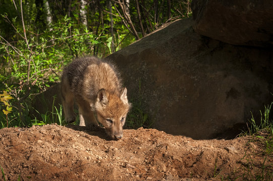 Grey Wolf (Canis lupus) Pup Sniff in Front of Den