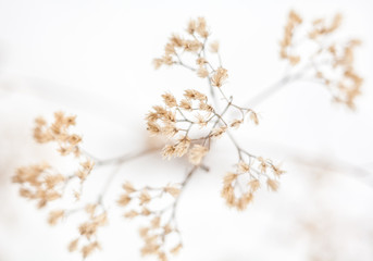 Withered plant in winter