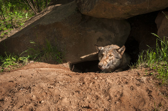 Grey Wolf (Canis lupus) Sticks Head Out of Den