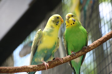 Birds