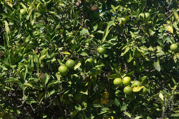 Green oranges ripen on the tree closeup