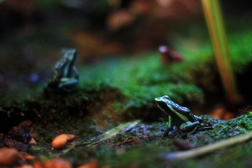 Poison dart frog