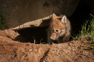 Fototapeta premium Grey Wolf (Canis lupus) Pup Climbs Out of Den