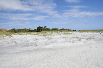 The dunes on Amelia Island Florida, Fernandina Beach is occupied by wild birds, Florida, USA`