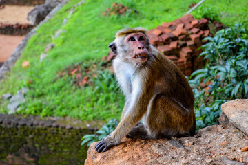Monkey in Sigeriya in Sri Lanka