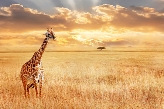 Lonely giraffe in the African savannah. Wild nature of Africa. Artistic African image.