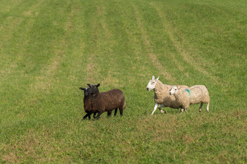 Fototapeta premium Two Black and Two White Sheep (Ovis aries) Run Left