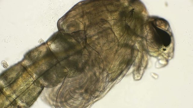 last stage of the mosquito larva - pupa, under the microscope
