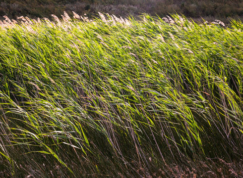 Tall Grass In The Field