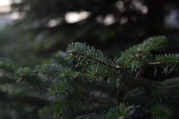 fir tree branch
