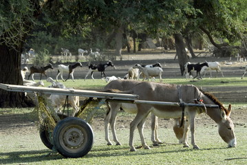 Saint-Louis du S&eacute;n&eacute;gal, &acirc;ne attel&eacute; &agrave; une carriole en bois dans un champ, troupeau de ch&egrave;vres en arri&egrave;re plan, Afrique
