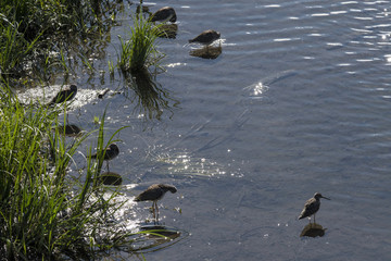 Sandpiper(s) feeding in creek in Potter Marsh;  Anchorage, Alaska