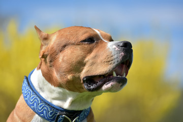 American staffordshire terrier portrait