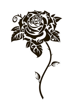 black rose flower image isolated on white background