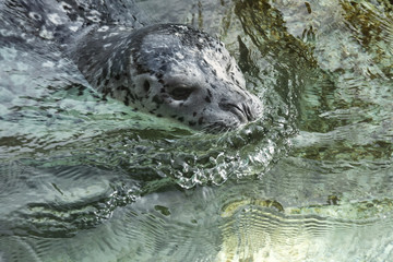 Harbor seal at Alaska Zoo;  Anchorage, Alaska